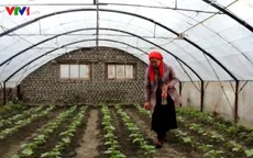 Uzbekistan hỗ trợ nông dân nuôi gà trồng chanh