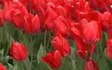 Rực rỡ lễ hội hoa tulip tại bang Washington (Mỹ)