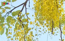 Dokkhoun - Loài hoa báo Tết Bunpimay