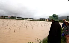 Hàng trăm ha hoa màu tại Lâm Đồng bị bão số 12 cuốn trôi