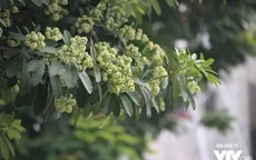 Hoa sữa tràn ngập phố phường Hà Nội