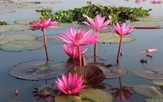 Chiêm ngưỡng vẻ đẹp hoa súng trên vùng đất Tha La