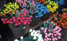 Chiêm ngưỡng chợ hoa rực rỡ màu sắc ở Amsterdam