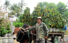 Phú Yên: Lượng hoa Tết vùng thiên tai giảm 50%