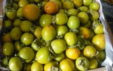 Hồng giòn Đà Lạt sụt giá