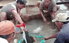 Lão nông miền Tây nuôi cá Hồng Vỹ quý hiếm
