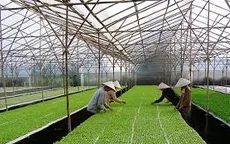 Vướng mắc cản dòng vốn tín dụng 100 tỷ đồng cho nông nghiệp công nghệ cao
