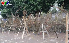 Đào rừng "rục rịch" xuống phố