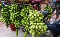 Chuối Ngự tiến vua - sản vật quý Hà Nam "cháy hàng" dịp Tết