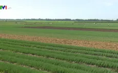 Người trồng rau sạch lo lắng vì hợp đồng bị hủy