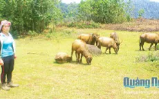 Quảng Ngãi đầu tư nuôi trâu thương phẩm