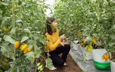Thơm ngọt cà chua trái cây tại trang trại Happy Farm, Lâm Đồng