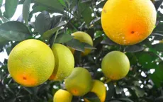 Hé lộ quy trình trồng cam Vinh