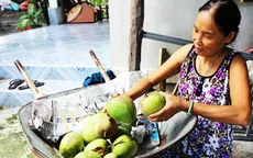 Bọ trĩ gây thiệt hại nặng ở vùng trồng xoài Cam Lâm, Khánh Hòa