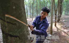 Không mở rộng diện tích cây cao su ở các tỉnh Tây Nguyên