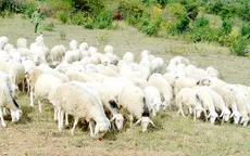 Ninh Thuận - “Vương quốc” của dê, cừu