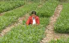 Quảng Bình quy hoạch gần 1.600ha rừng trồng gỗ lớn