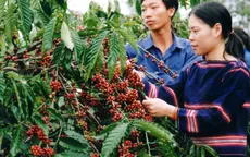 Tây Nguyên - Vùng sản xuất nông sản hàng hóa