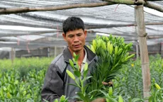 Hoa ly Tết nở sớm, người dân Tây Tựu lỗ nặng