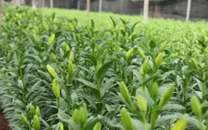 Làng hoa Tây Tựu thấp thỏm lo hoa ly không kịp vụ Tết