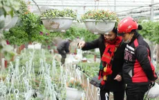 Tết đã về trên làng hoa lớn ven Hà Nội
