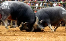 Chọi trâu và văn hóa