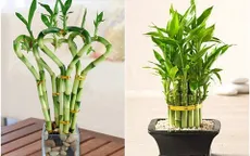 7 Loại cây cảnh nên trồng tại văn phòng làm việc