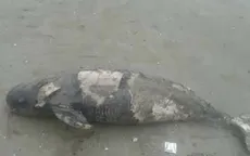 Người dân Thanh Hóa đã chôn xác hai con cá heo dạt vào bờ