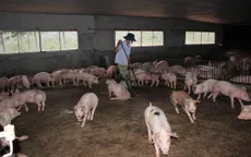 Bỏ việc nhà nước, lên núi nuôi heo sạch cho thu nhập khủng