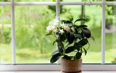 Những loại cây đặt trong phòng tốt cho giấc ngủ của bạn