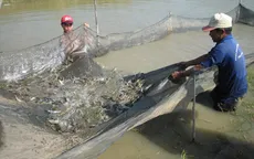 Khẩn trương quy hoạch hệ thống thủy lợi nuôi tôm vùng ĐBSCL