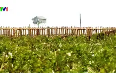 Kè mềm - Giải pháp chống xói lở biển khu vực ĐBSCL
