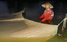 Người dân An Giang tăng thu nhập với nghề kéo trứng nước