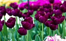Rực rỡ cánh đồng hoa tulip tại Lisse, Hà Lan