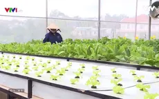 Nông dân Đà Lạt trồng rau xanh... bằng không khí