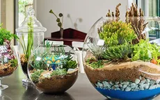 Trải nghiệm những khu vườn thu nhỏ bằng... lòng bàn tay