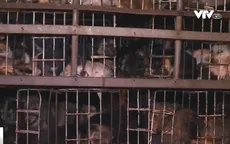 Buông lỏng công tác kiểm dịch chó tại Đăk Lăk