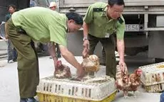 Kiểm soát chặt việc mua bán gia cầm qua biên giới