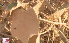 Phú Yên: Người dân sống trong làn khói bụi đặc quánh do thi công đường