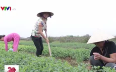 Nghĩa Trai - “Làng dược liệu” độc nhất vô nhị ở Việt Nam