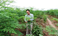 Cử nhân bỏ phố về quê thành tỷ phú dược liệu