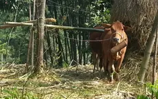 Quảng Trị ngăn chặn dịch lở mồm long móng ở Lao Bảo