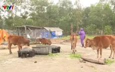 Khống chế thành công dịch lở mồm long móng ở Nghệ An