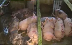 TP.HCM: 200 con lợn bơm nước ở Củ Chi đã bị tiêm thuốc an thần