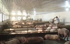 Ngân hàng hỗ trợ ngành chăn nuôi lợn