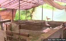 Cần Thơ: Chăn nuôi gây ô nhiễm, địa phương bất lực?