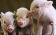 Cơ hội cấy ghép nội tạng lợn cho người