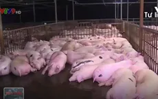 Đình chỉ 1 tổ trưởng, 2 tổ phó Thú y vụ tiêm thuốc an thần vào lợn