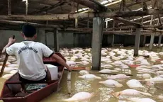 Tiêu hủy hơn 4.000 con lợn bị chết do mưa lũ ở Thanh Hóa