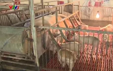 Giá heo giống tiếp tục tăng cao